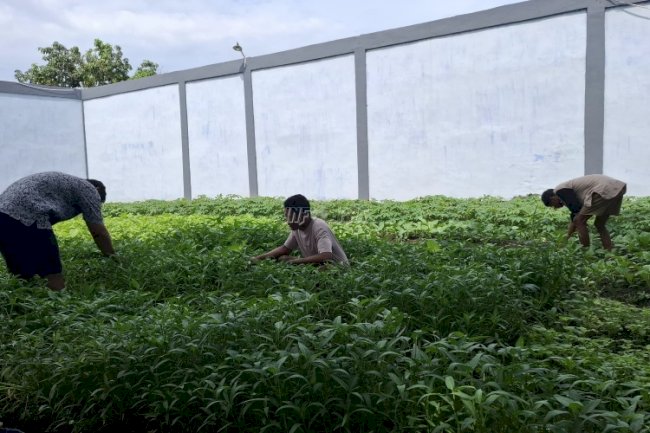 Anak Binaan LPKA Medan Kembali Panen Beragam Sayuran