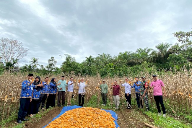 Dukung Ketahanan Pangan, Lapas Lubuk Basung Panen Raya Jagung di Lahan 1 Hektar