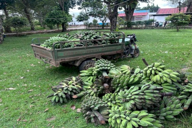 Pisang Kepok Hasil Panen Warga Binaan Lapas Atambua Ludes Diborong Masyarakat