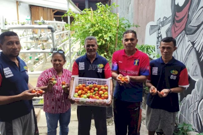 Lapas Wahai Kembali Panen Tomat, Bukti Keberlanjutan Ketahanan Pangan