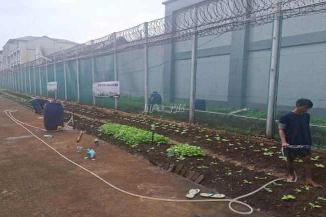Lapas Cipinang Tegaskan Kontribusi dan Dukung Ketahanan Pangan dengan Program Napi Berkebun
