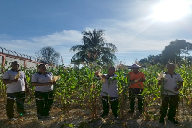 Panen Jagung Tahap I, Lapas Namlea Lanjutkan Program Ketahanan Pangan