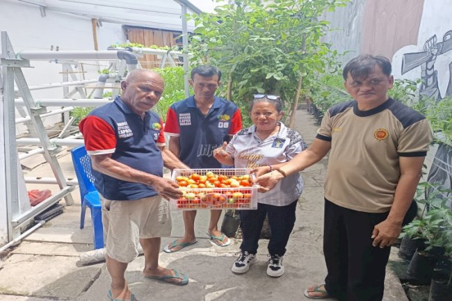 Dari Balik Jeruji, Lapas Wahai Dukung Program Nasional Lewat Panen Tomat Apel