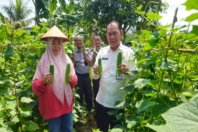 Lapas Pangkalpinang Panen Mentimun Capai 341 Kilogram