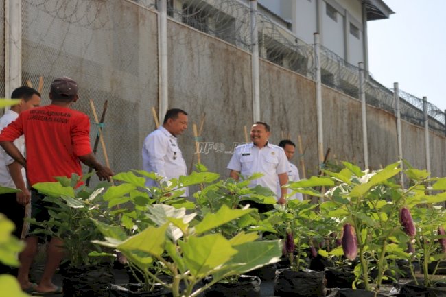 Dukung Ketahanan Pangan, Lapas Pemuda Madiun Sukses Panen Terong 