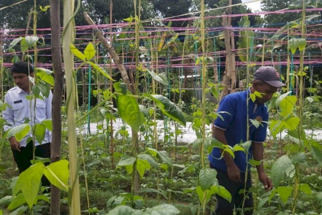 Budidaya Kacang Panjang Asah Keterampilan Bertani Warga Binaan Lapas Binaan