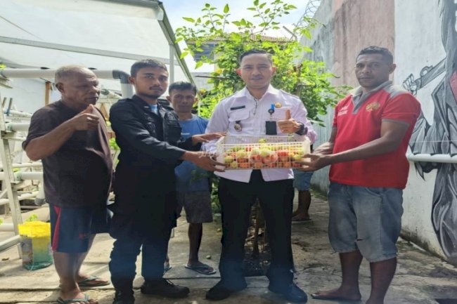 Panen Tomat Apel, Lapas Wahai Terus Dukung Ketahanan Pangan