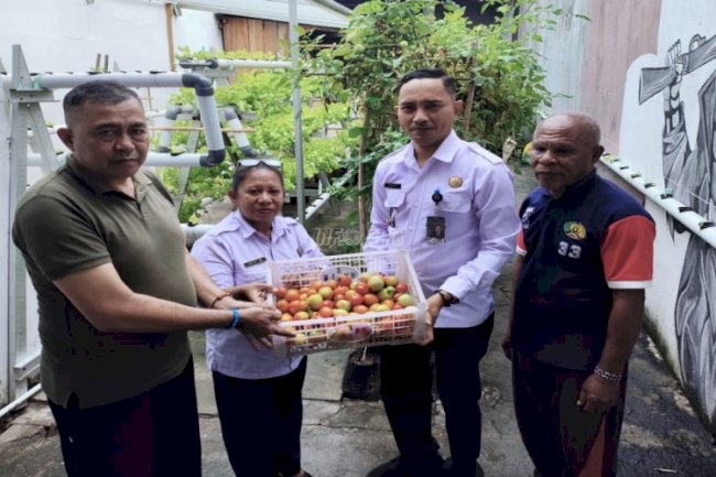 Panen Tomat Apel Kesekian Kali, Bukti Lapas Wahai Dukung Ketahanan Pangan
