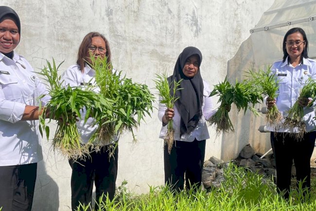 Lapas Perempuan Ambon Panen Kangkung dari Kebun Pembinaan Warga Binaan