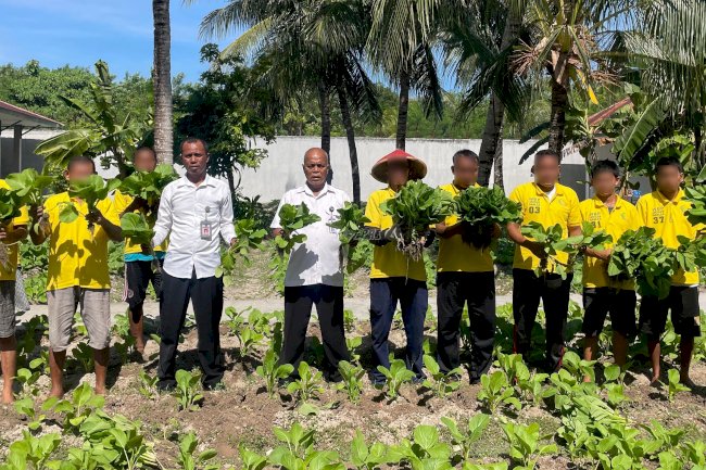 Hasil Program Ketahanan Pangan, Lapas Namlea Panen Sawi dan Buncis