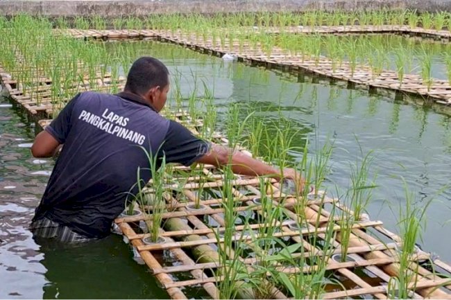Lapas Pangkalpinang Uji Coba Budidaya Padi Apung Varietas Sadane