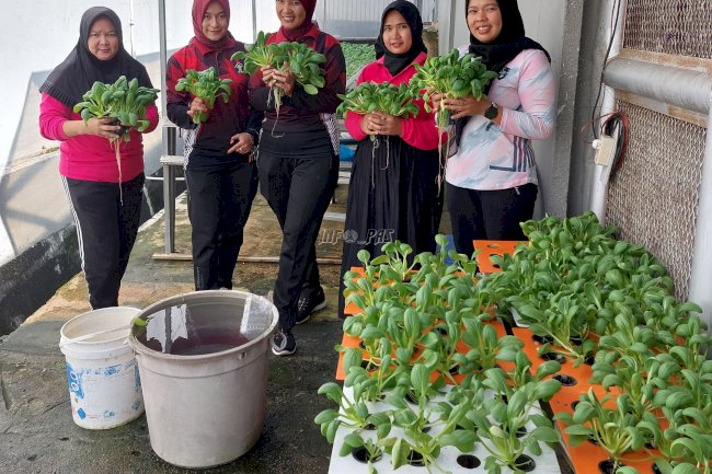 Kalapas Perempuan Pangkalpinang Pimpin Panen Sawi di Area Kebun Hidroponik