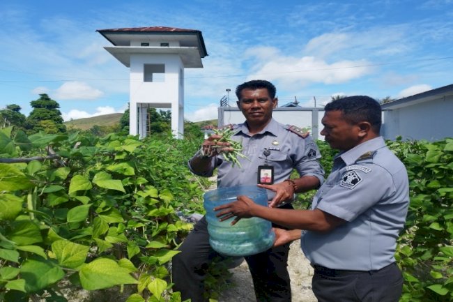 Lapas Namlea Panen Buncis Hasil Pertanian Warga Binaan 