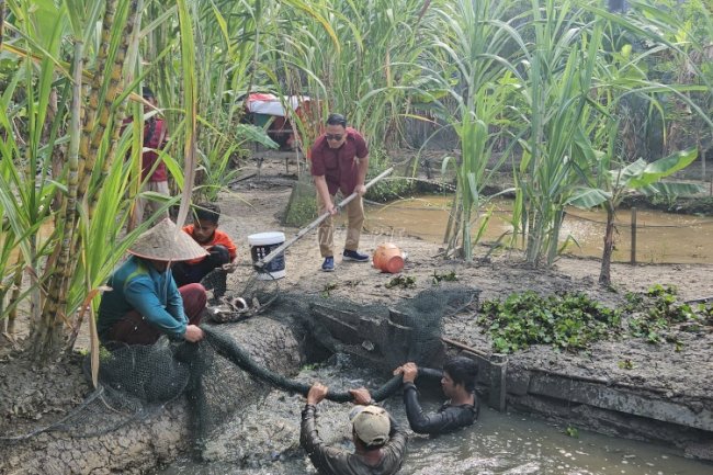 Dalam Lima Bulan, Lapas Muara Tungkal Sukses Panen 708 Kg Ikan