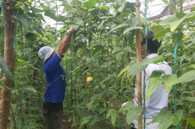 Ketiga di Bulan Juni, Lapas Ambon Kembali Panen Kacang Panjang