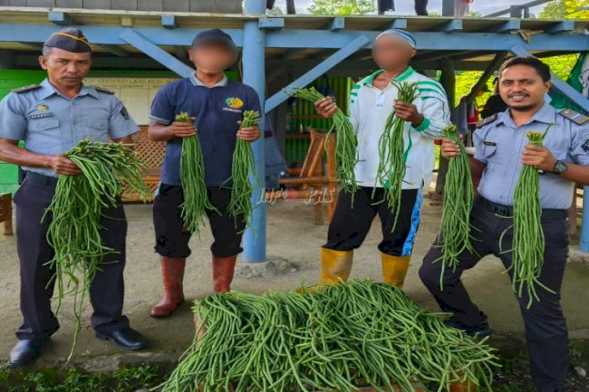 Lapas Piru Panen 25 Kg Kacang Panjang
