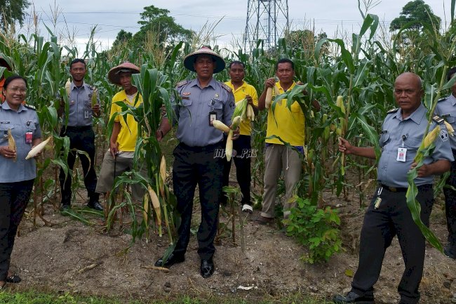 Manfaatkan Lahan Tidur, Lapas Namlea Panen 2.500 Jagung Pulut 