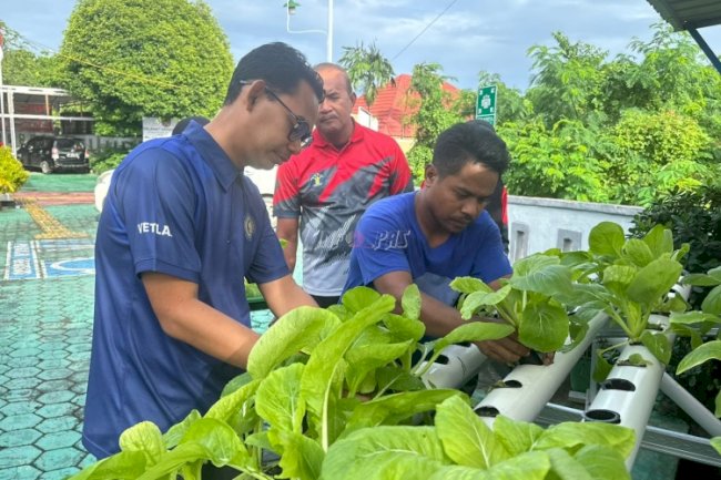 Bersama Klien, Kabapas Baubau Panen Pakcoy Hasil Bimbingan Kemandirian