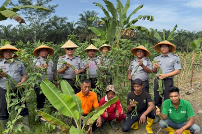 Lapas Narkotika Muara Sabak Panen 40 Kg Kacang Panjang 