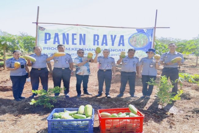 Lapas Kupang Panen Raya Pepaya California di Lahan SAE