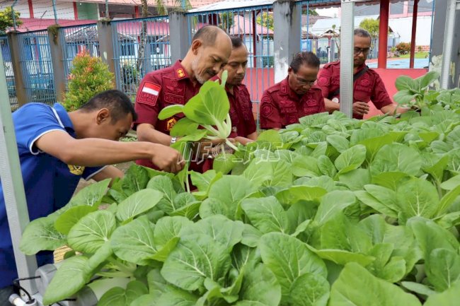Libatkan Warga Binaan, Lapas Ambon Panen 5 Kg Sawi Hidroponik