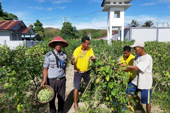 Kembali Panen, Lapas Namlea Hasilkan 22 Kg Buncis