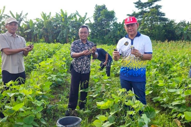 Pembinaan Produktif, Lapas Pangkalpinang Panen 58 Kg Kacang Hijau