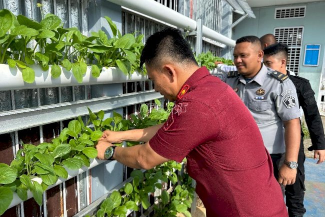 Lapas Muara Tebo Panen Sayur Sawi, Produktif Meski Ruang Terbatas
