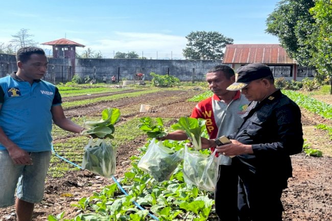 Panen Sayuran Segar di Lapas Atambua Diserbu Masyarakat 
