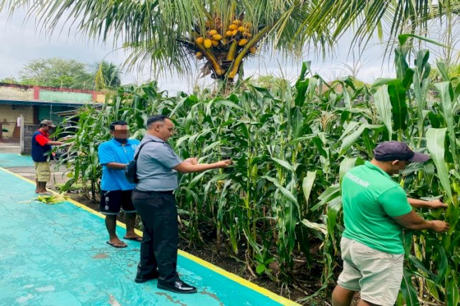 SAE Rutan Negara Panen 16 Kg Jagung