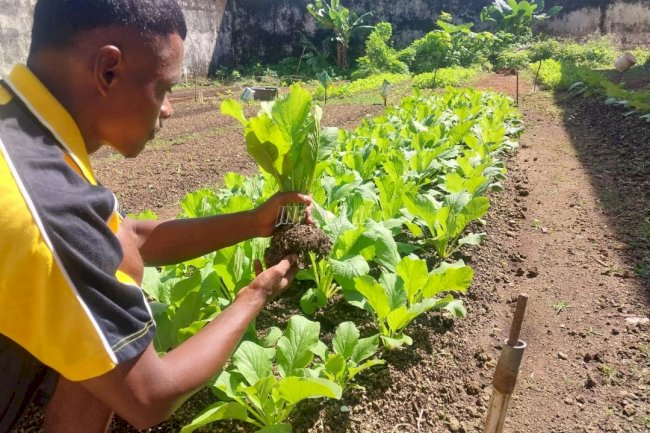 Lapas Tual Kembangkan Kebun Sawi, Siapkan Warga Binaan Lebih Mandiri