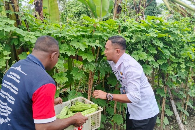 Lagi, Lapas Wahai Panen Hasil Kebun Pembinaan Kemandirian