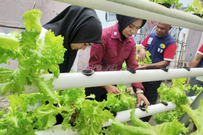 Lapas Wahai Panen Selada, Perkuat Kemandirian dan Ketahanan Pangan