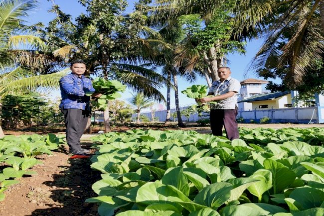 Lapas Kupang Kembali Panen Puluhan Kg Sawi di Kebun SAE