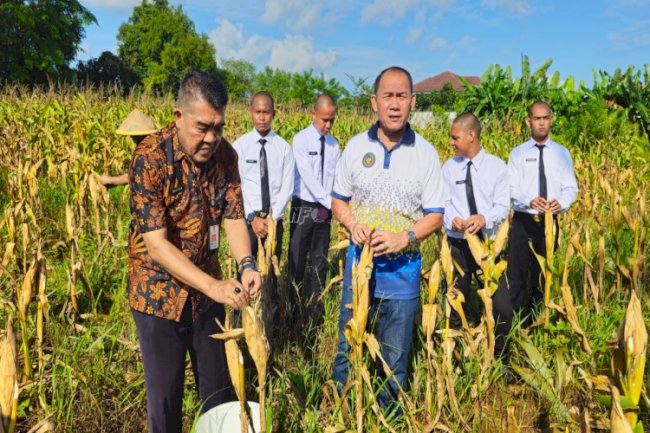 Lapas Pangkalpinang Panen 127 Kg Jagung Pipil ‘Si Biji Emas‘