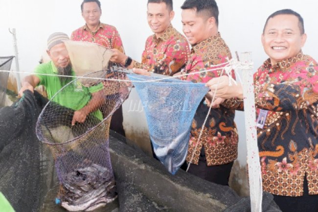 Lapas Narkotika Pangkalpinang Panen Perdana 50 Kg Ikan Lele