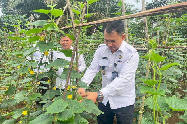 Panen Sayuran, Lapas Muara Tebo Dukung Ketahanan Pangan