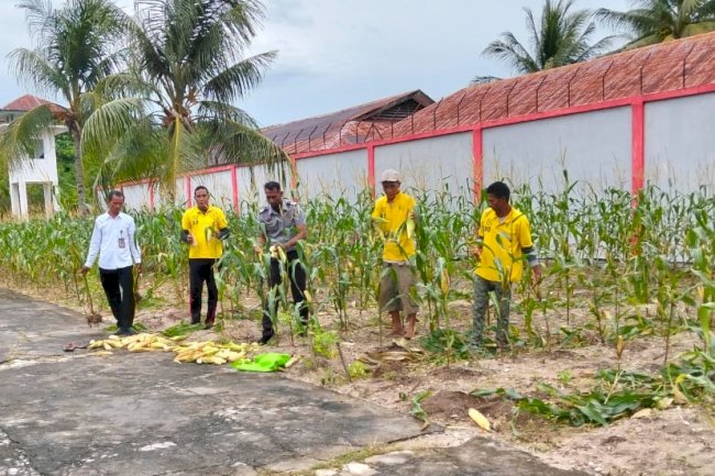 Dukung Ketahanan Pangan, Lapas Namlea Panen 1.000 Jagung