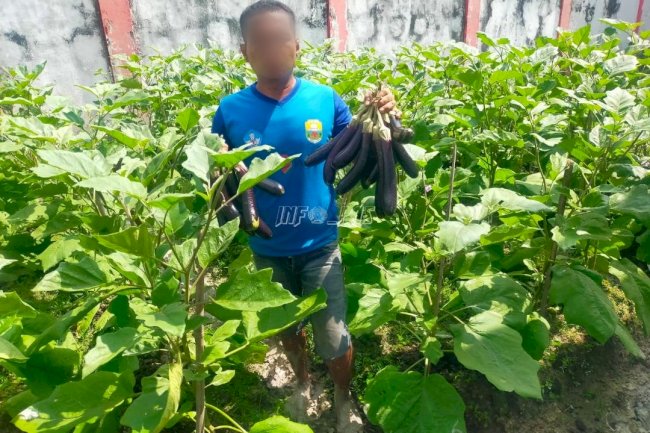 Manfaatkan Lahan Sempit, Lapas Kuala Tungkal Panen Perdana Terong