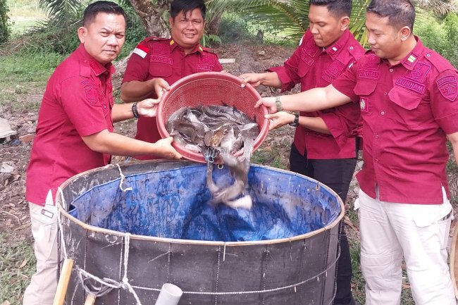 Lapas Sarolangun Panen 50 Kg Ikan Lele di Lahan SAE