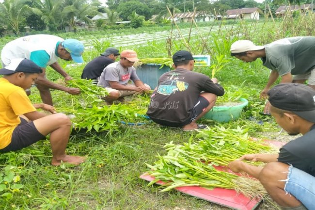 Rutan Masohi Panen Sayur Organik Hasil Budidaya Warga Binaan