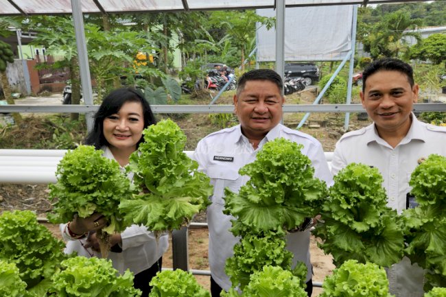 Kakanwil Ditjenpas Kaltim Apresiasi Panen Pakcoy di Bapas Tarakan