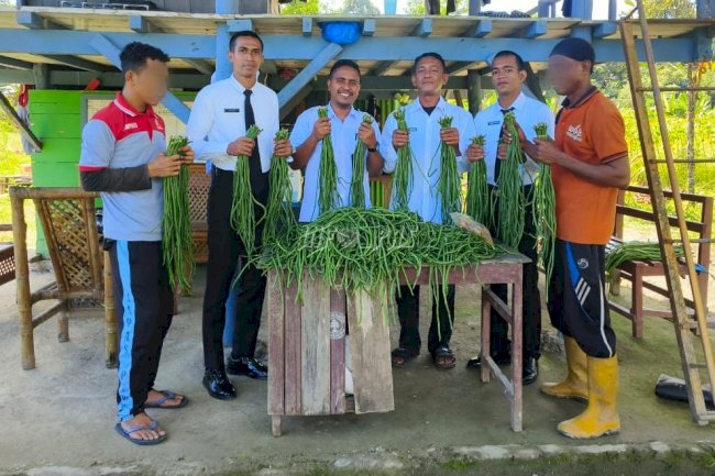 Ketahanan Pangan Lapas Piru Kian Nyata Lewat Panen Berkala