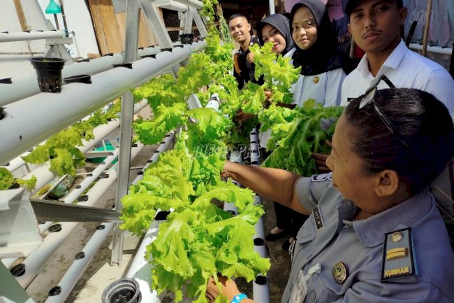 Kembangkan Kebun Vertikultur, Lapas Wahai Panen Selada