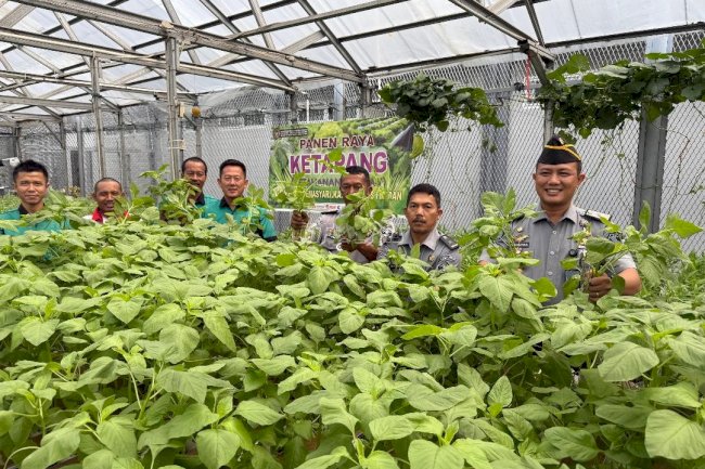 Kembangkan Hidroponik, Lapas Medan Panen 150 Kg Sayuran Segar