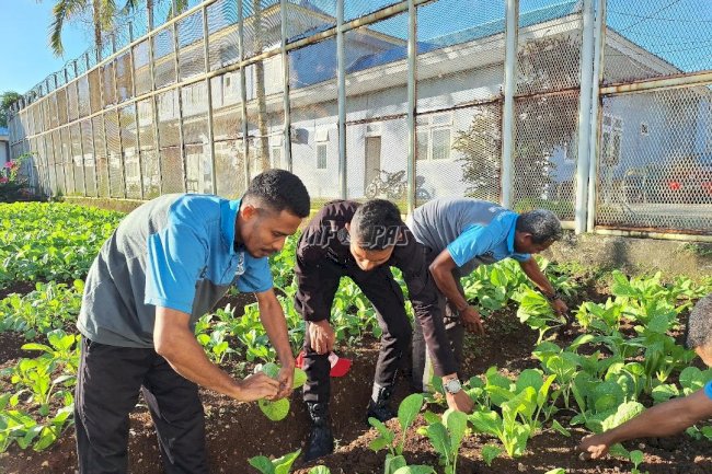 Panen Sawi Lagi, Lapas Saumlaki Semakin Kuat Dukung Ketahanan Pangan