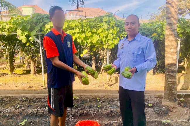 Produktif, Rutan Negara Panen Perdana Labu Siam dari Lahan Terbatas