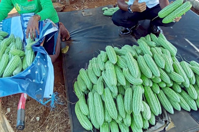 Panen Perdana Pare, Rutan Pelaihari Dorong Kemandirian dan Ketahanan Pangan