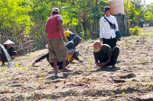 Lapas Namlea Budidayakan 2.000 Anakan Tomat Varietas Hibrida