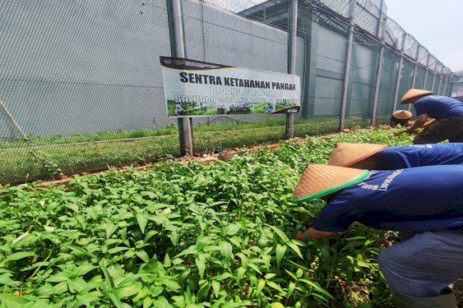 Napi Berkebun Panen Lagi, Lapas Cipinang Cetak Warga Binaan Mandiri